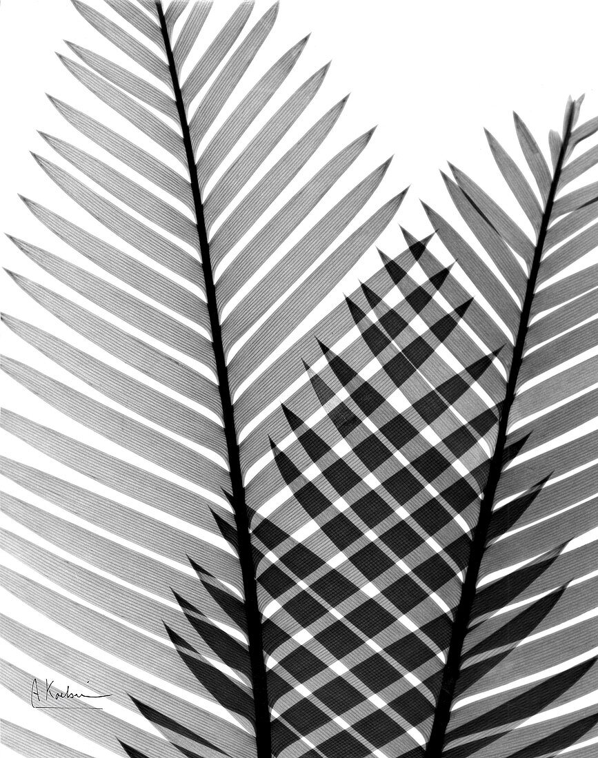 Plant fronds, X-ray