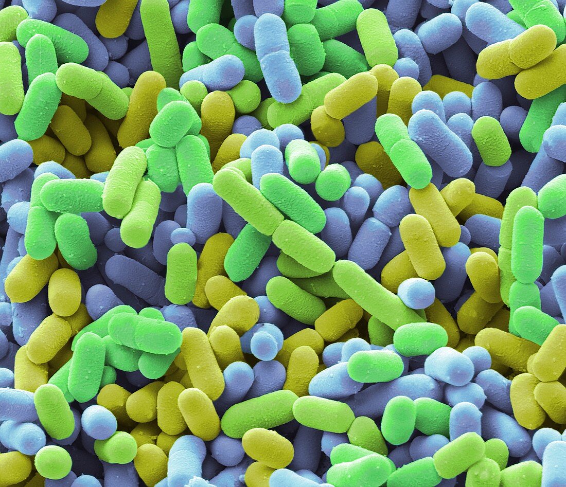 Bacteria from a domestic fridge, SEM