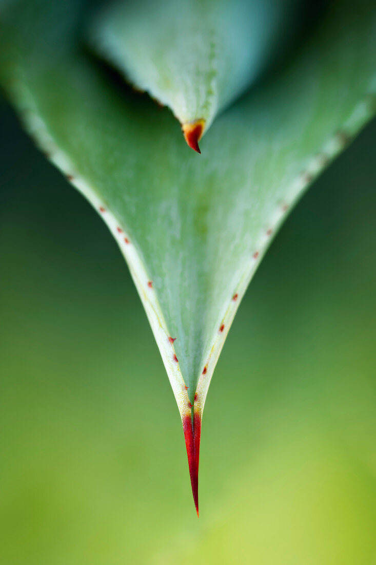 Aloe leaf, close up