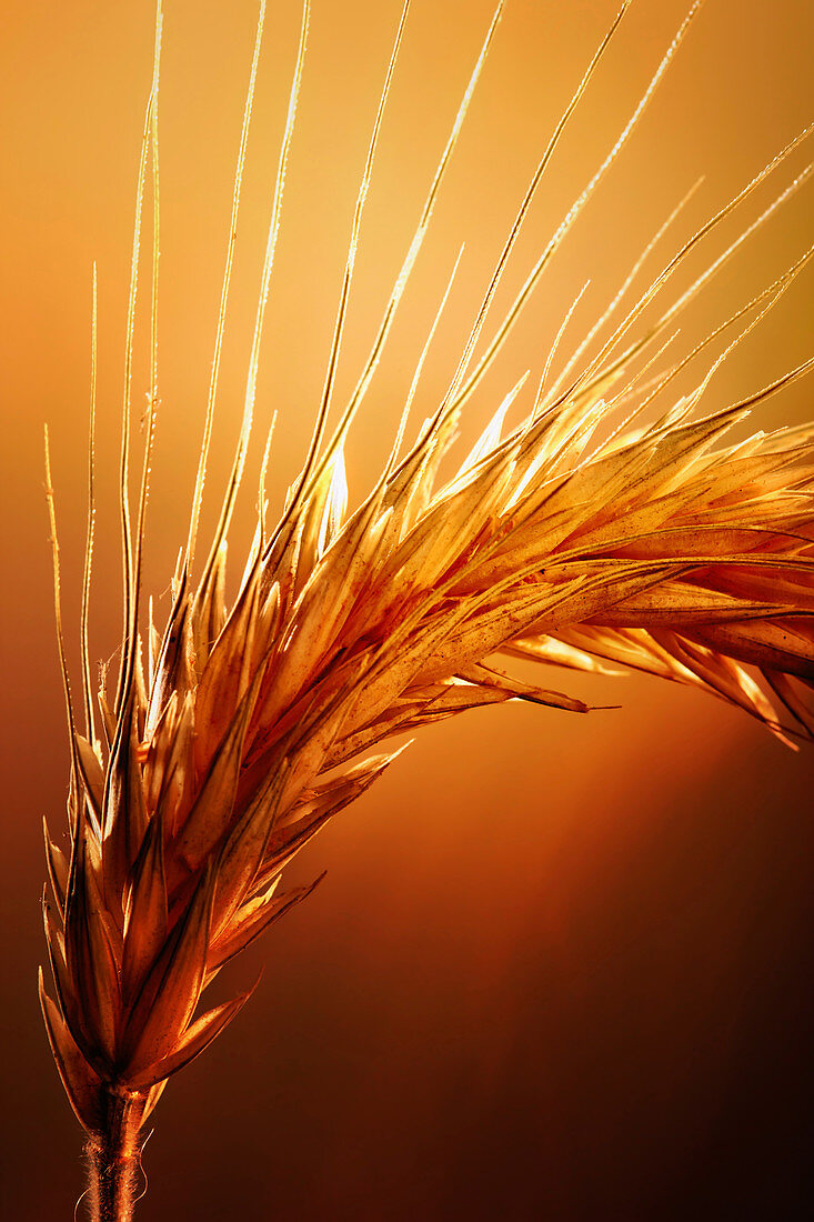 Ear of wheat, close up