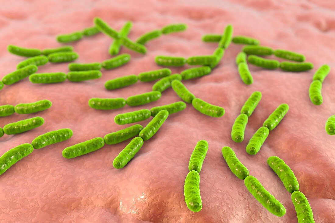 Lactobacillus crispatus bacteria, illustration