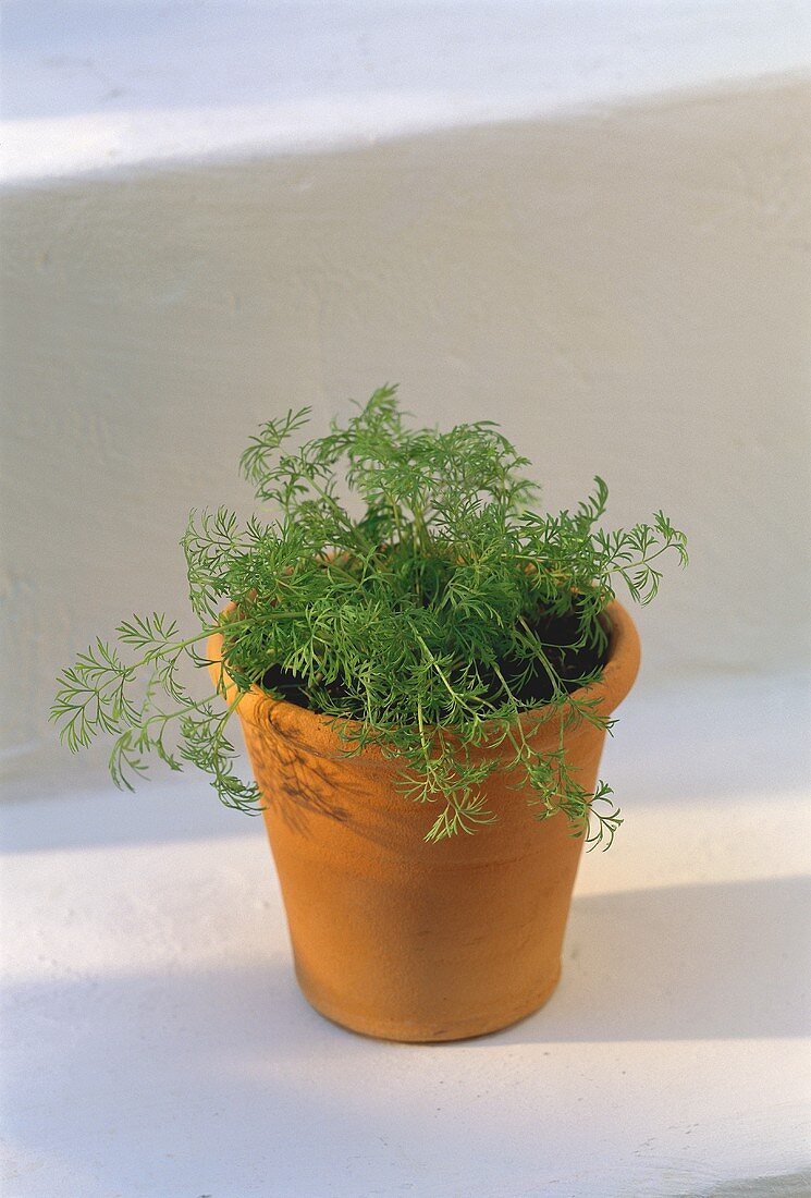 Dill Growing in a Clay Pot