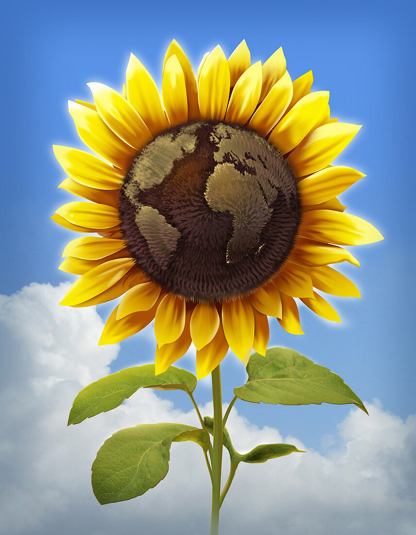 Illustration of sunflower with globe imprint