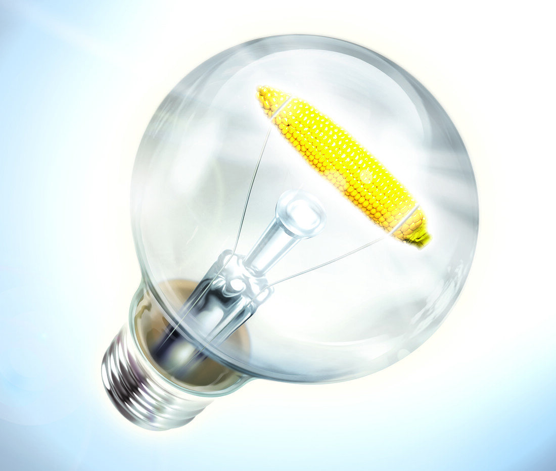 Illustration of light bulb with corn cob