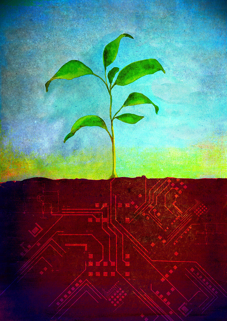 Plant growing on a computer board, illustration