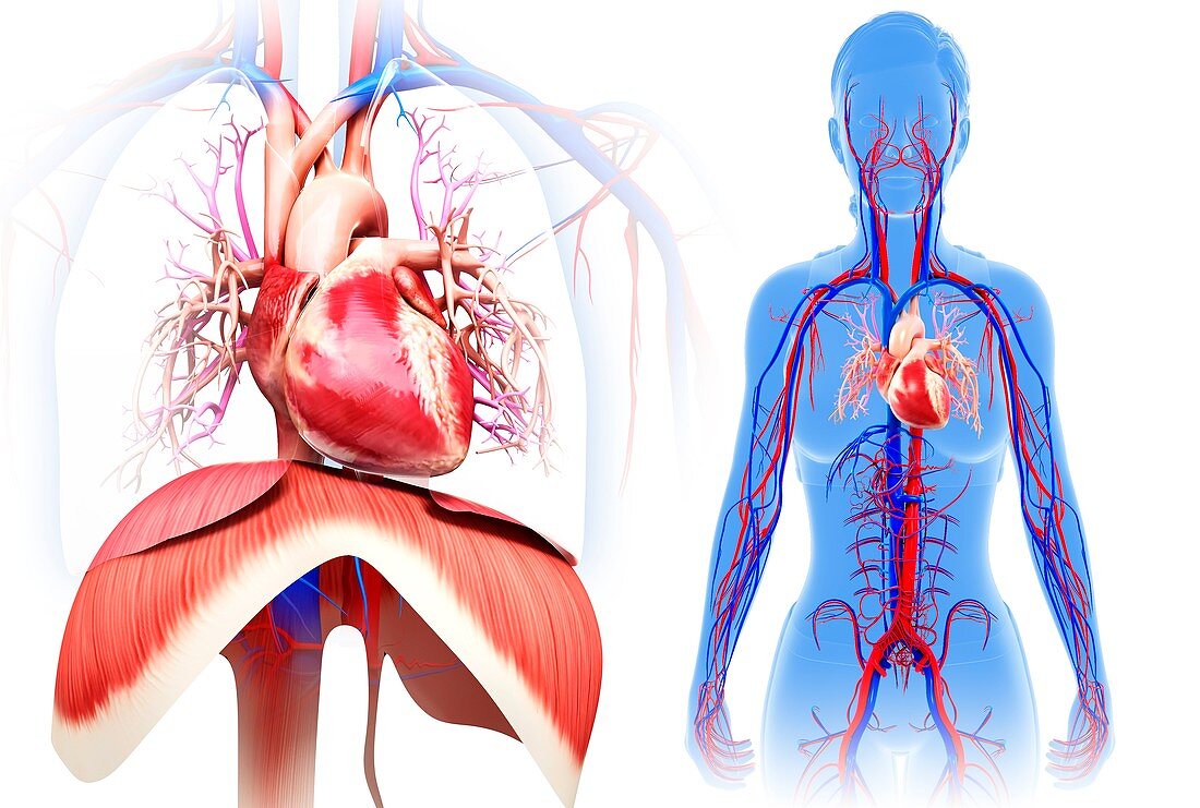 Female heart and diaphragm, illustration