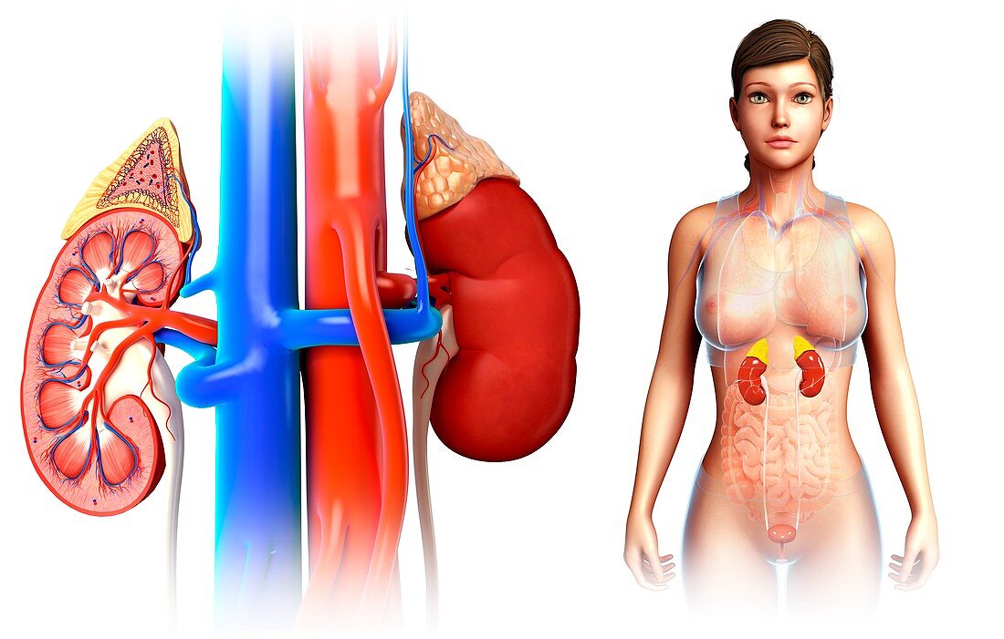 Female kidney anatomy, illustration