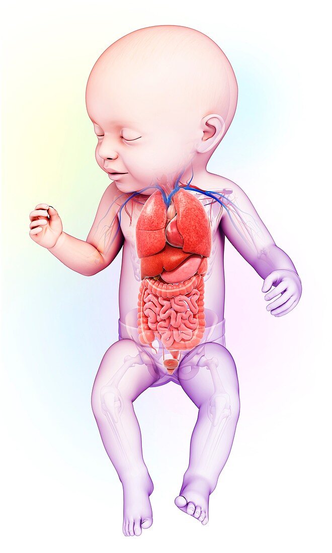 Baby's body organs, illustration