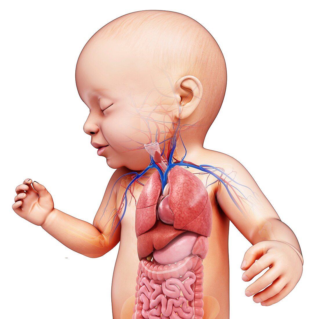 Baby's body organs, illustration