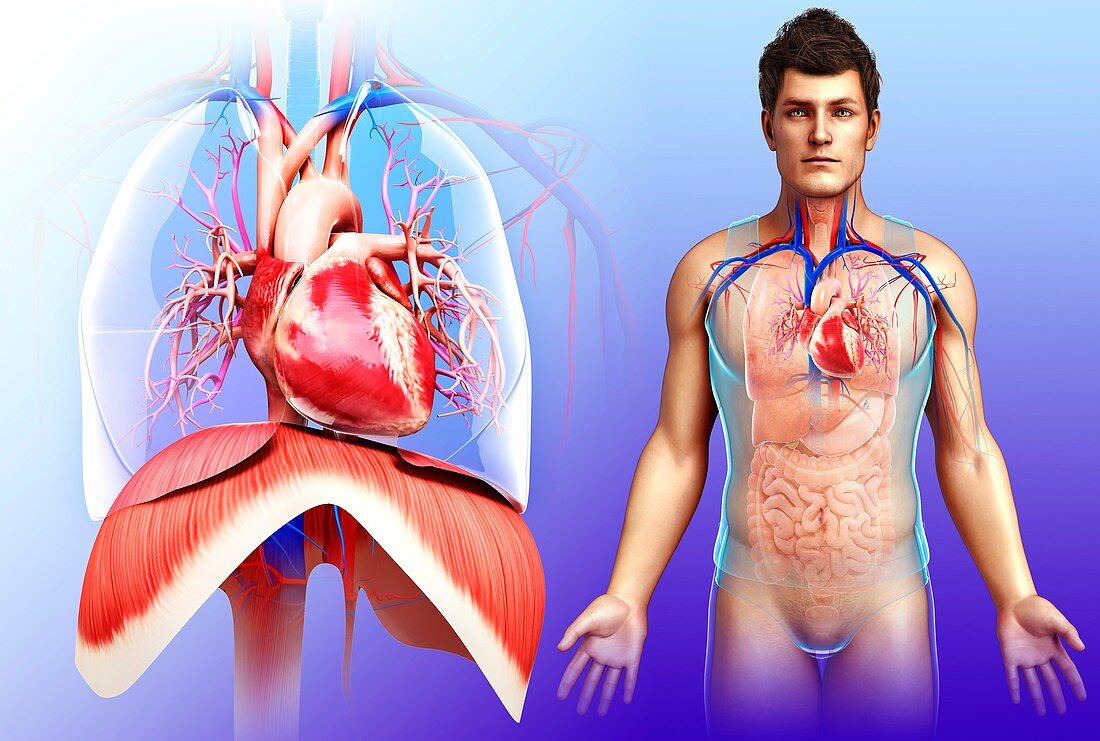 Male heart and diaphragm, illustration