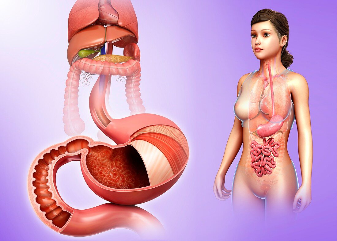 Stomach layers and duodenum, illustration
