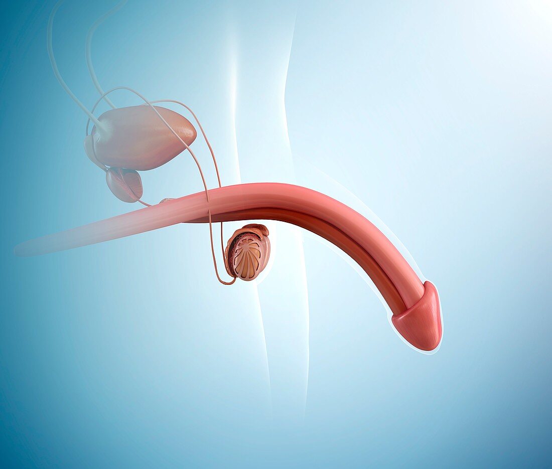 Male urogenital system, illustration