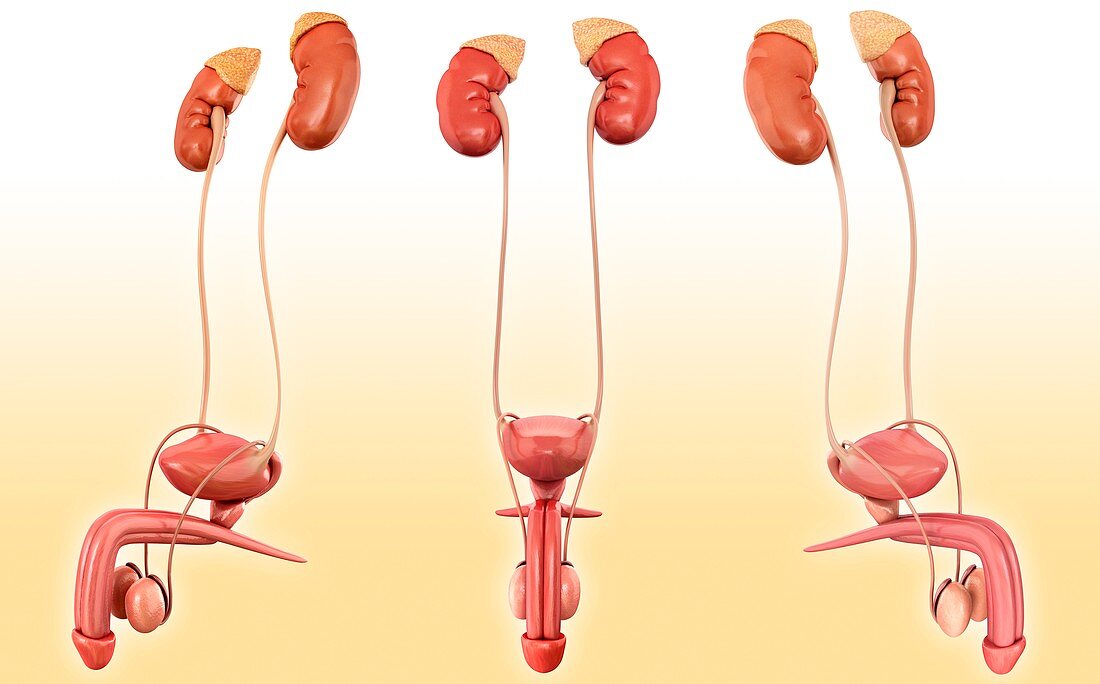 Male urinary system anatomy, illustration