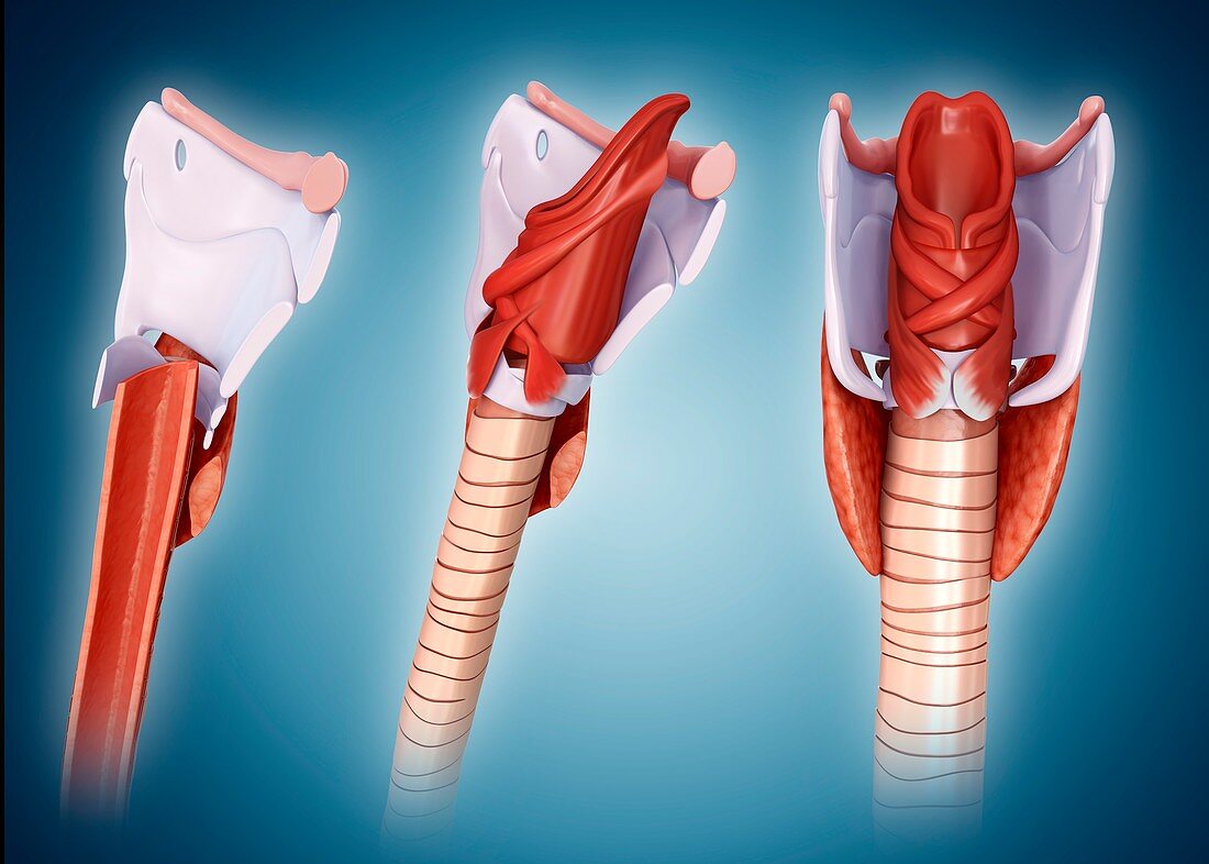Thyroid gland and cartilage anatomy, illustration