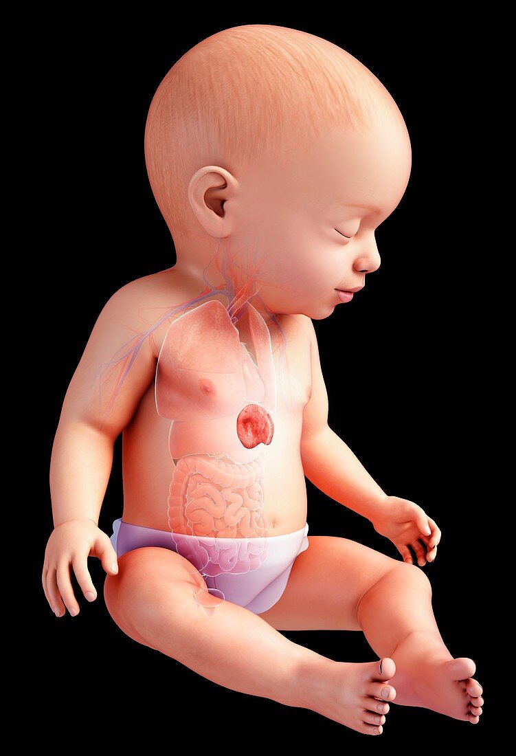 Baby's spleen anatomy, illustration