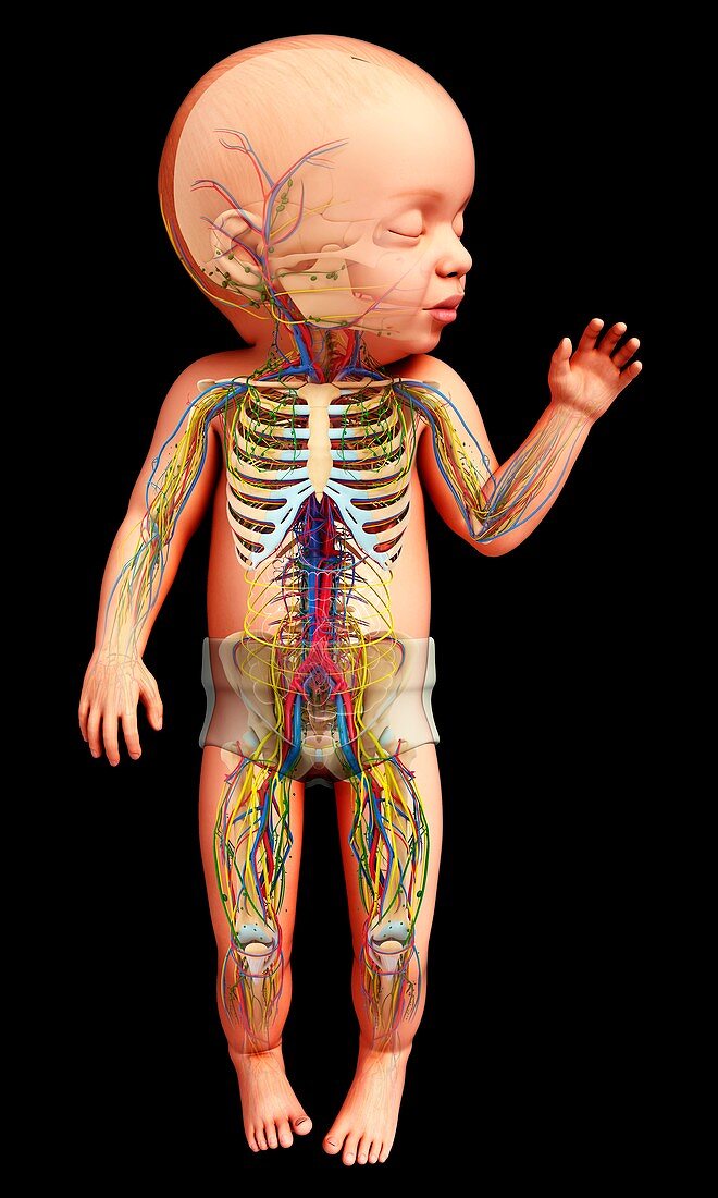 Baby's anatomy, illustration