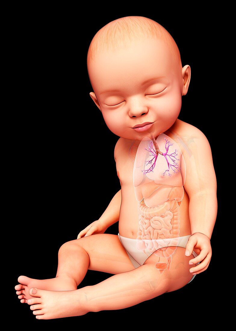 Baby's bronchi, illustration