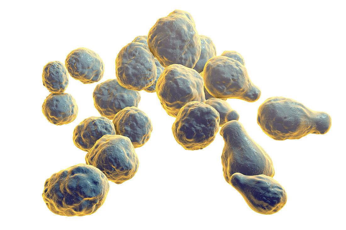 Cryptococcus neoformans fungus, illustration