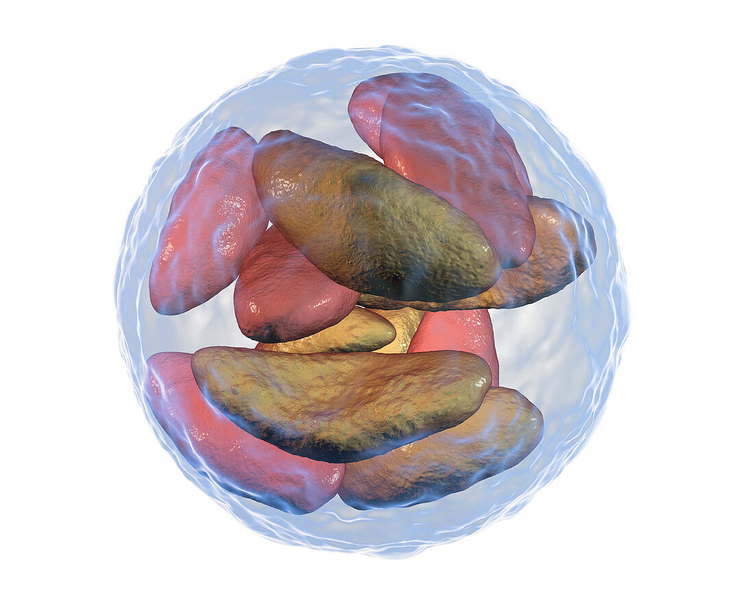 Toxoplasma gondii parasites inside cyst, illustration