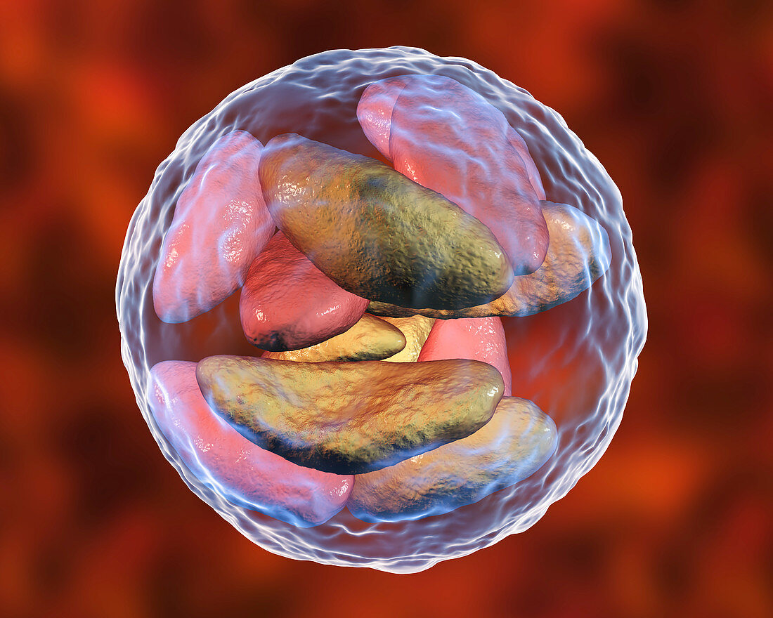Toxoplasma gondii parasites inside cyst, illustration