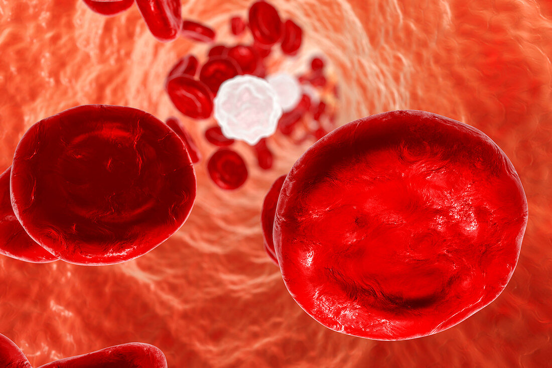 Blood vessel with blood cells, illustration