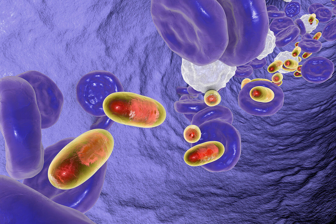 Chitosan nanoparticles in blood, illustration
