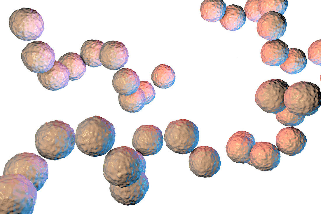 Streptococcus pyogenes bacteria, illustration