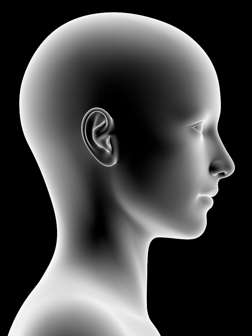 Female head, artwork