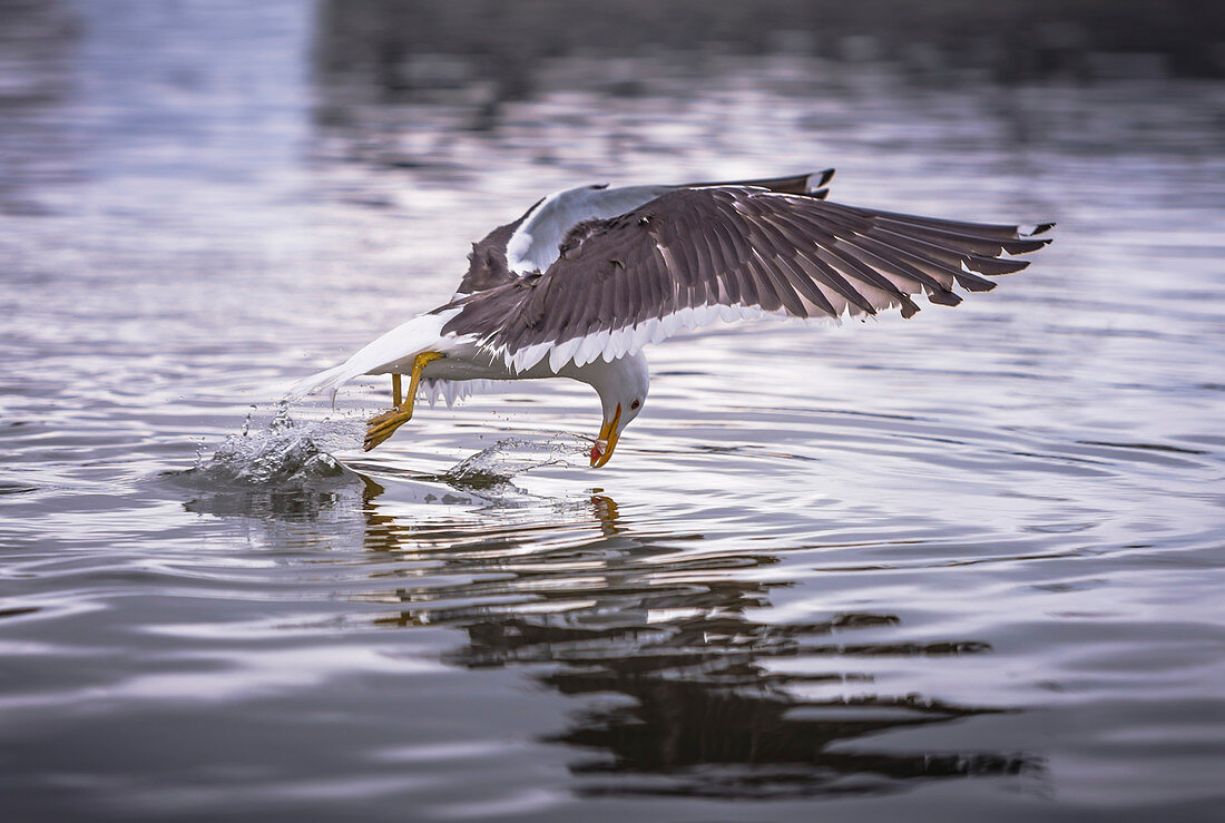 Gull fishing at water surface