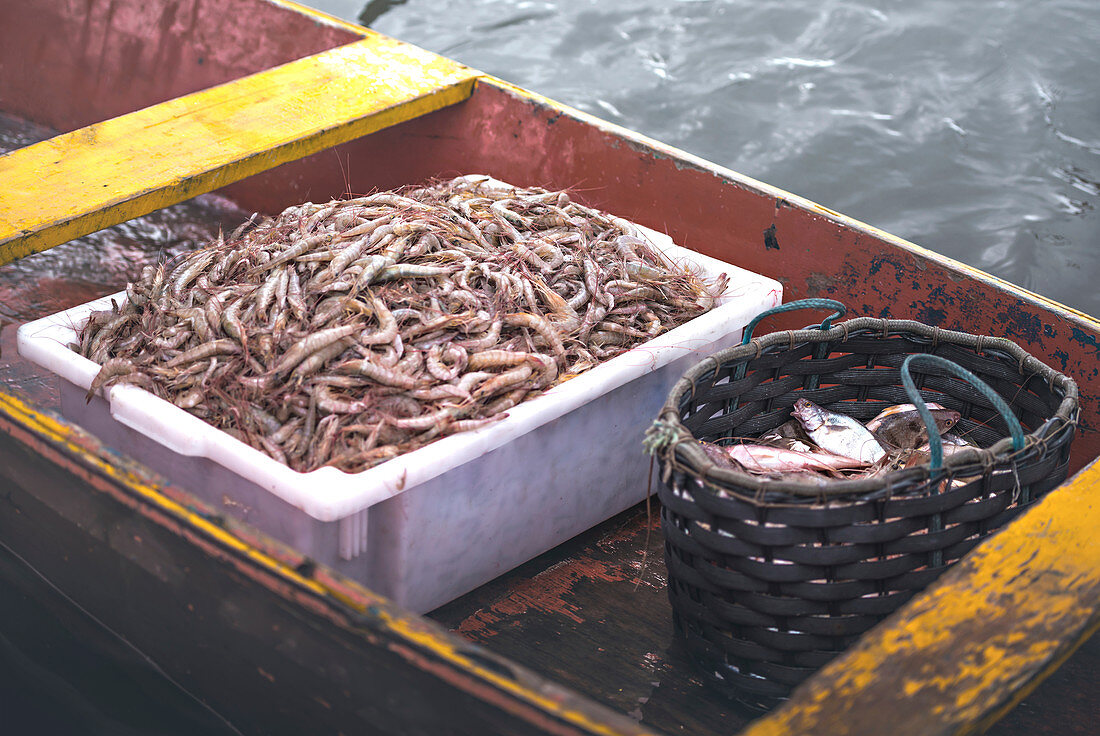 Shrimp and fish on fishing boat