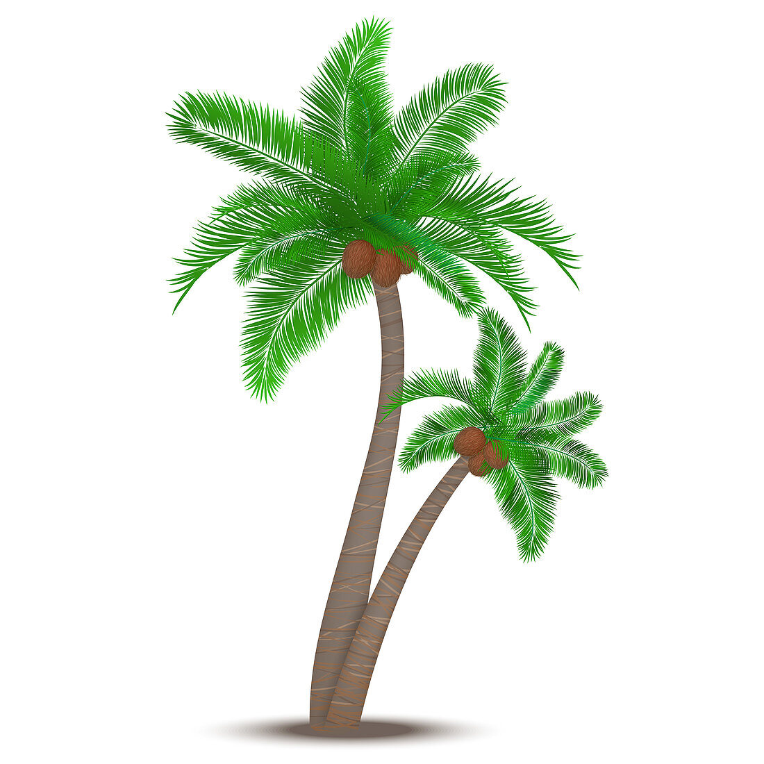 Tropical palm tree, illustration