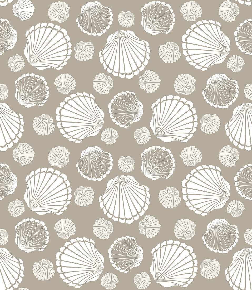 Scallop shells, illustration