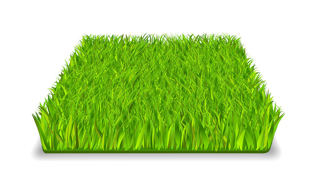 Grass, illustration