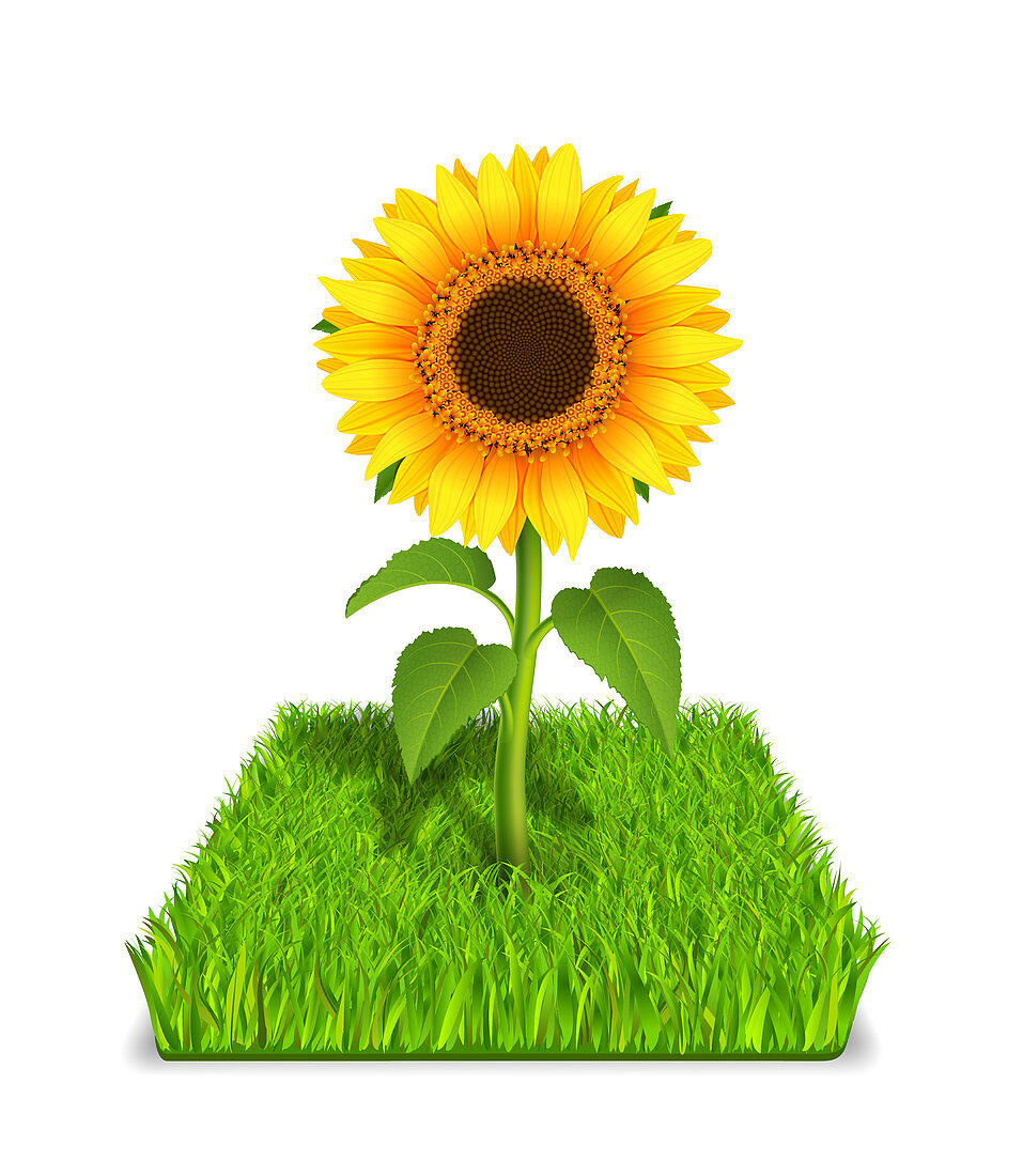 Sunflower, illustration
