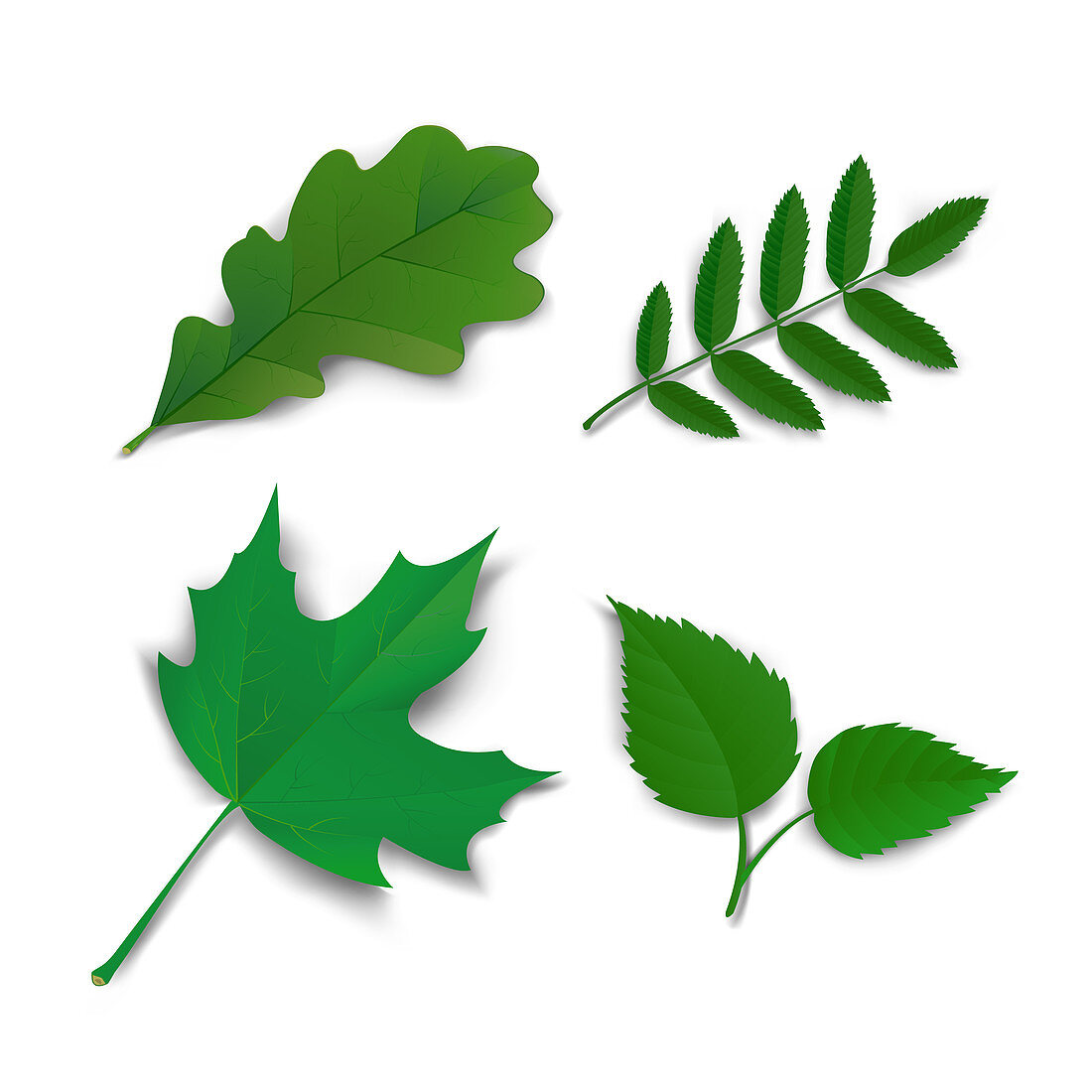 Oak, maple, ash and birch leaves, illustration