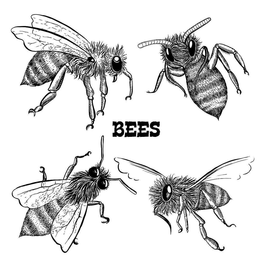 Honey bees, illustration