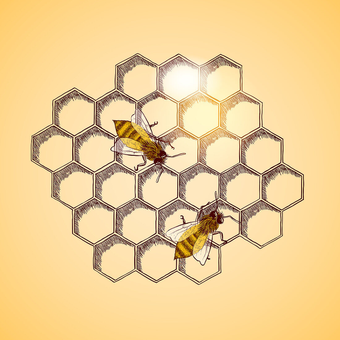 Honey bees and honeycomb background, illustration