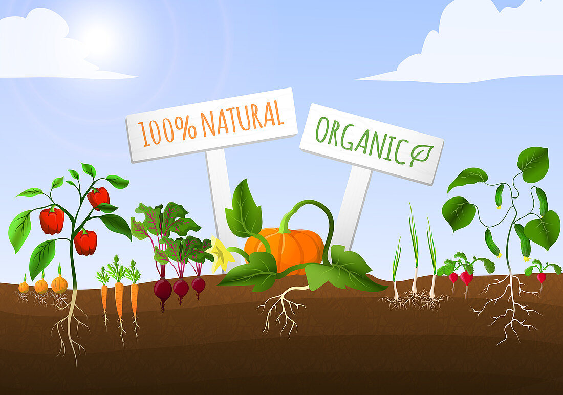 Organic vegetables, illustration