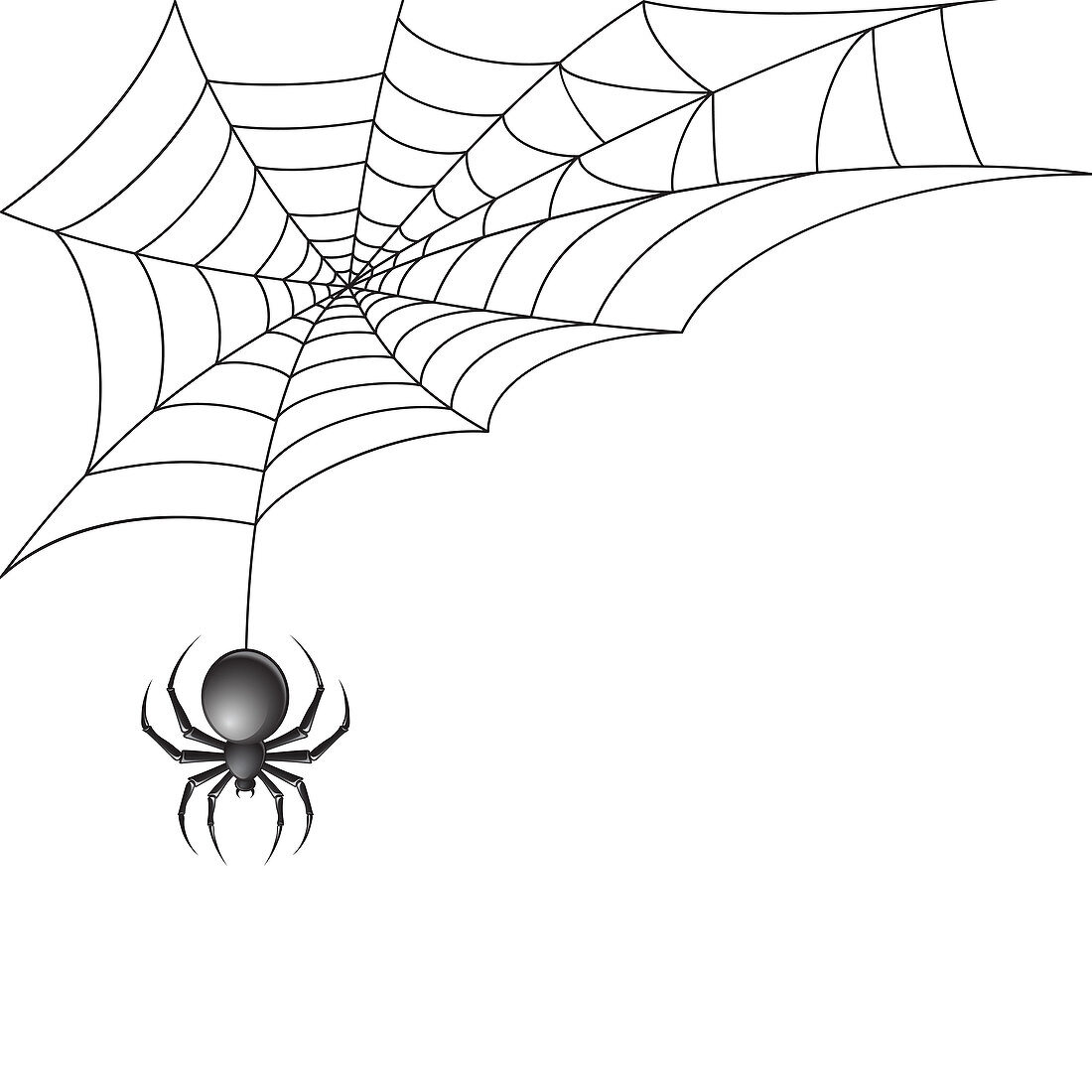 Spider, illustration