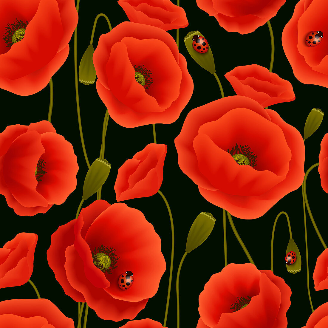 Red poppies, illustration