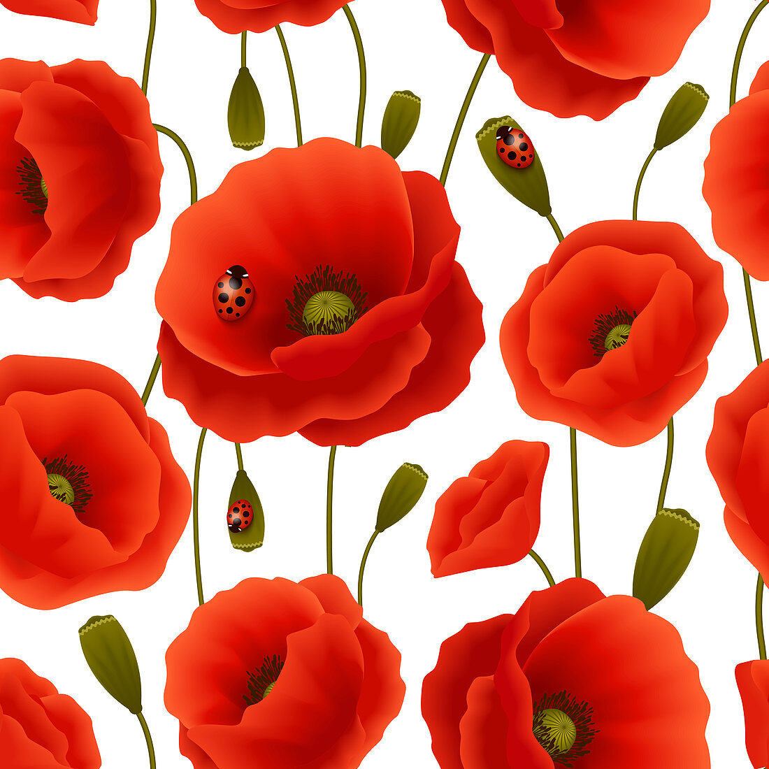 Red poppies, illustration