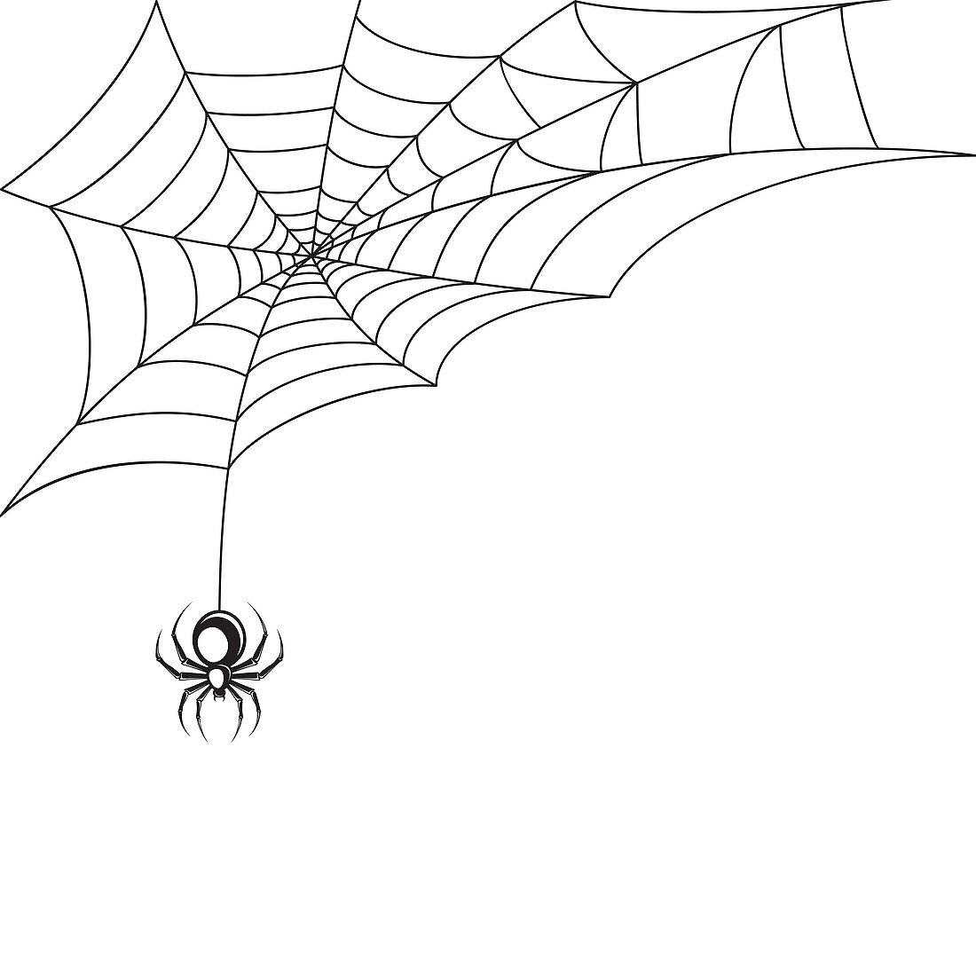 Spider, illustration