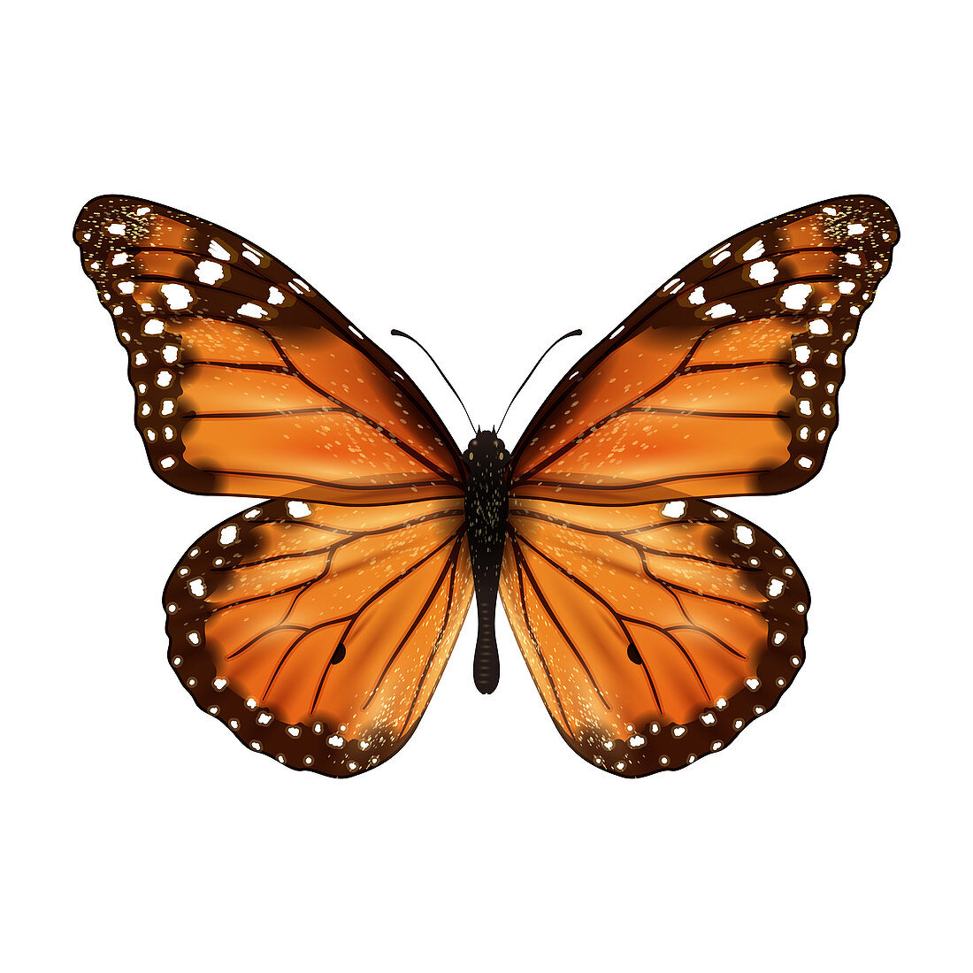 Butterfly, illustration