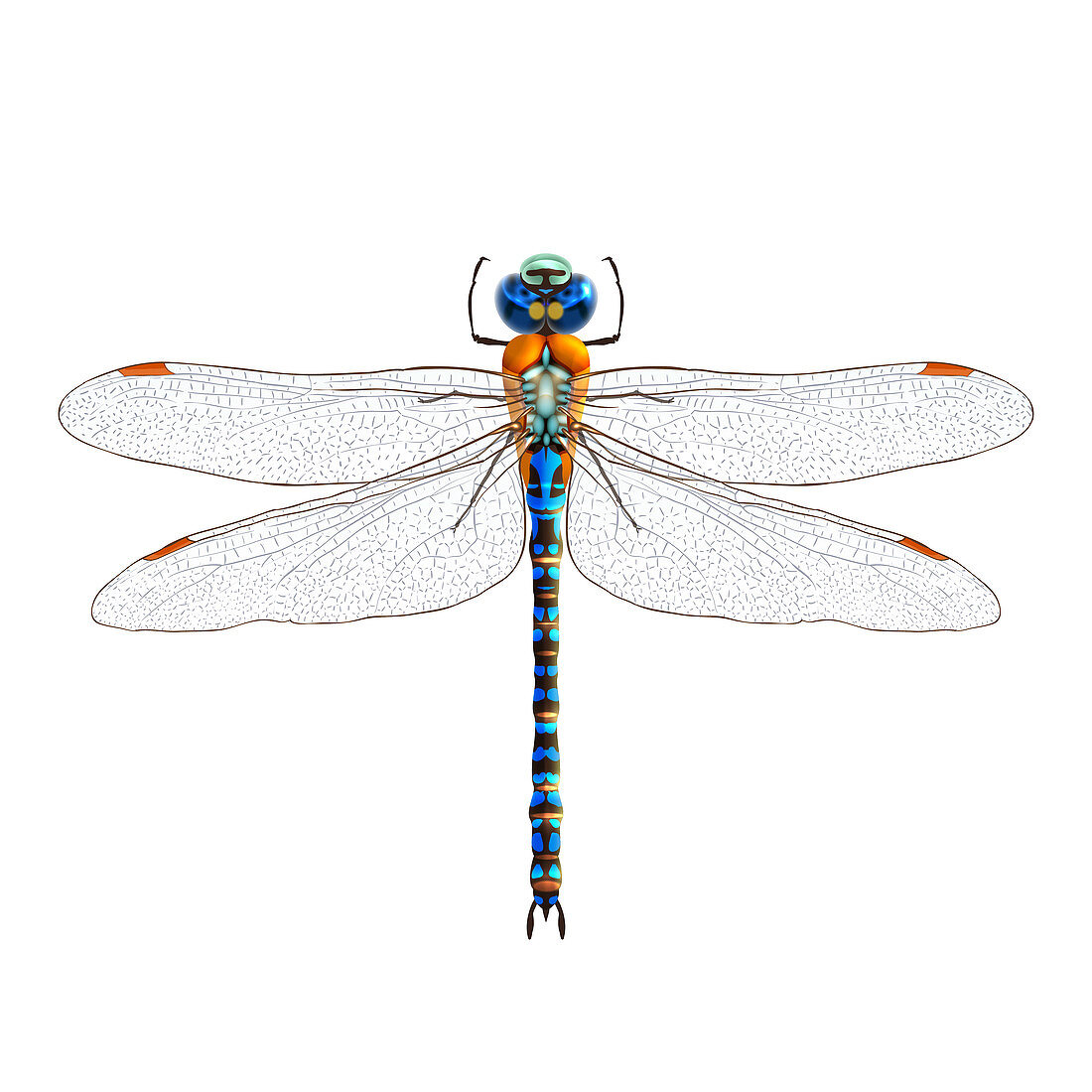 Dragonfly, illustration