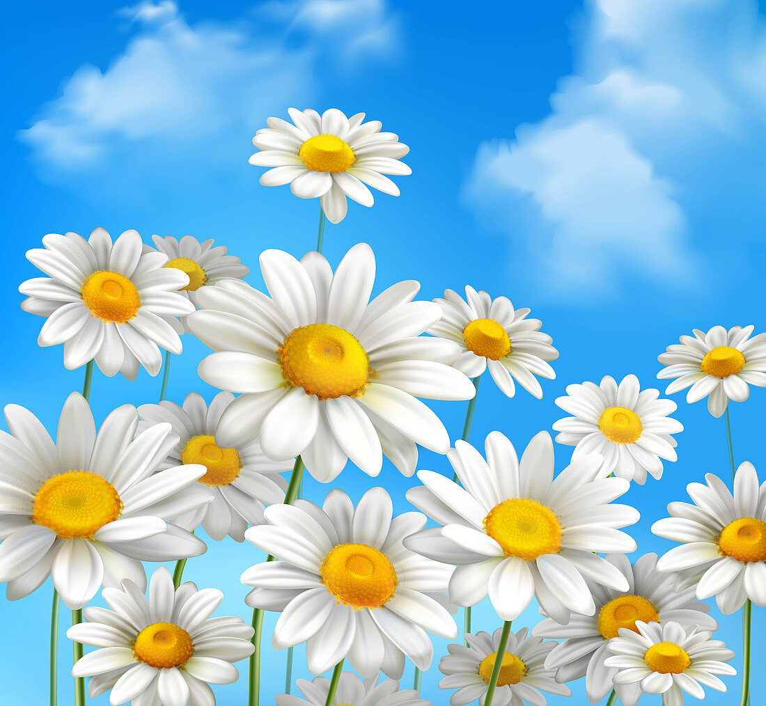 Daisy flowers, illustration