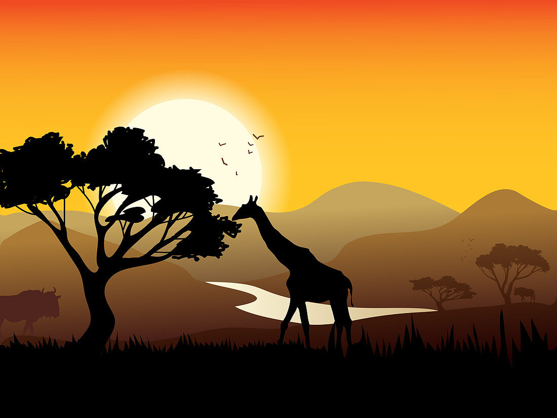 African landscape, illustration