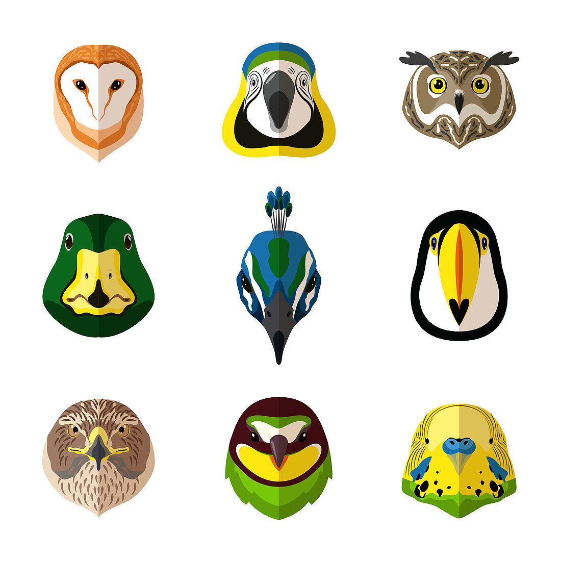 Bird faces, illustration