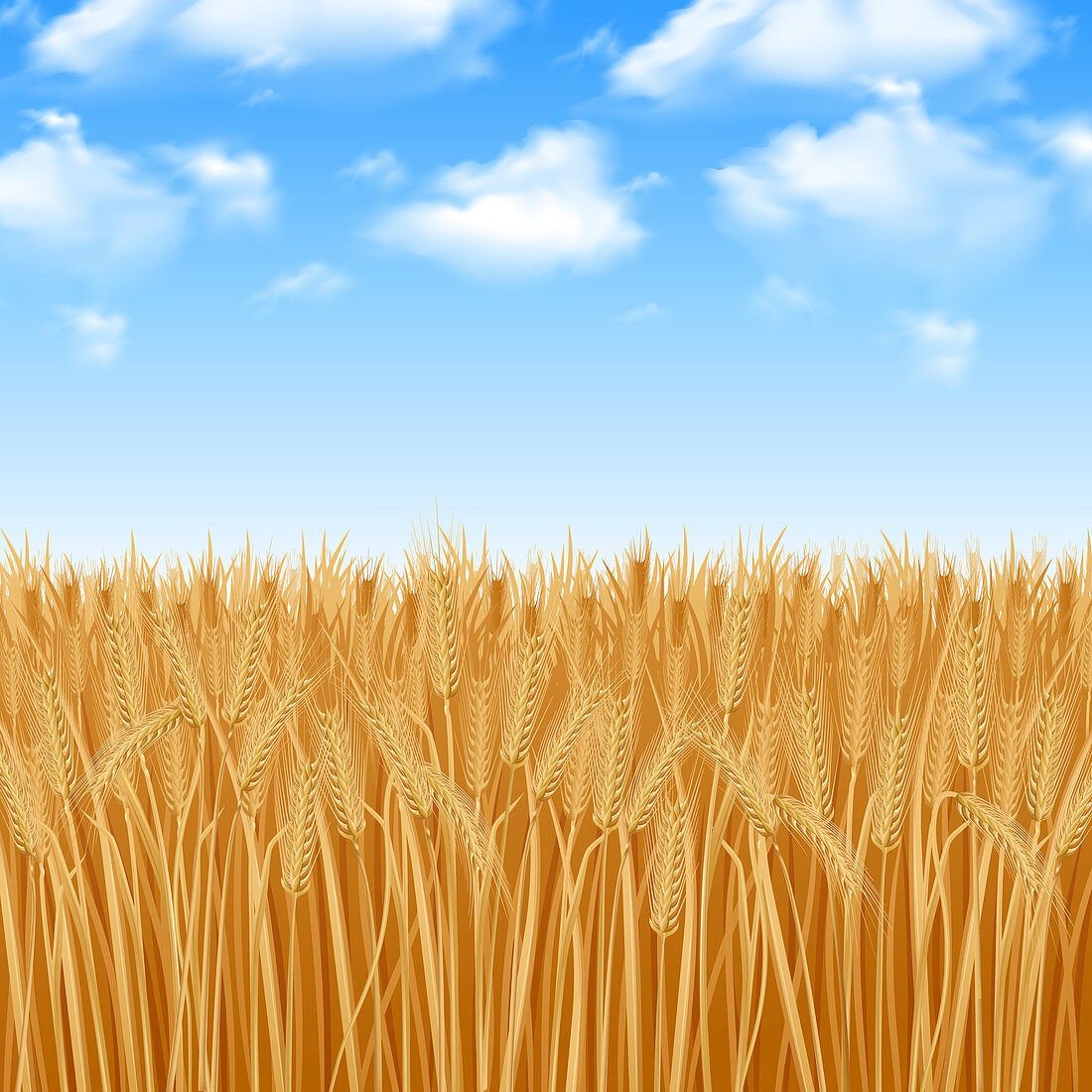 Wheat field, illustration