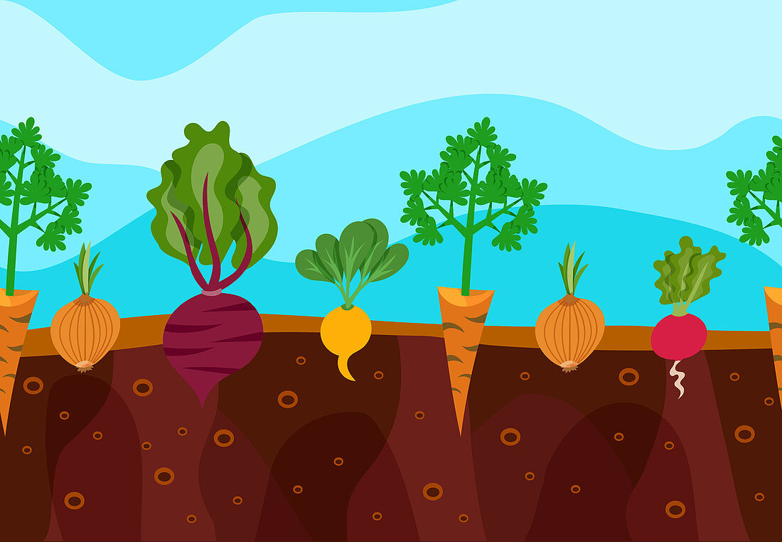 Root vegetables, illustration