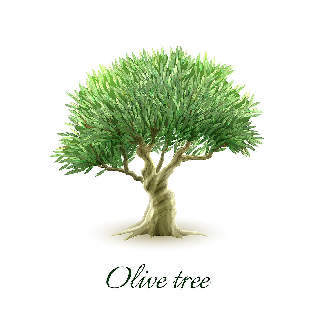 Olive tree, illustration
